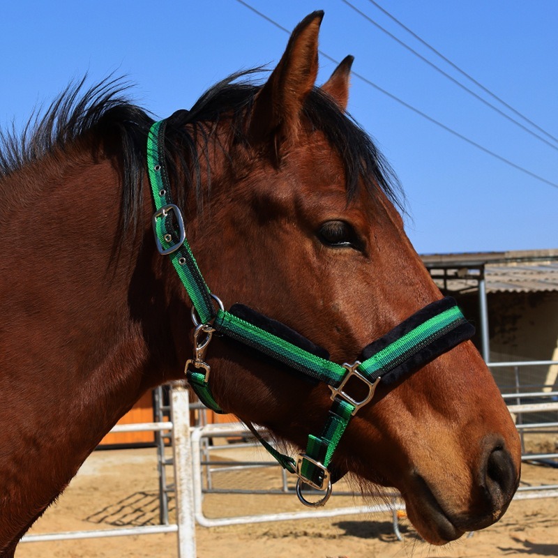 내구성 있는 섬유 소재 말 굴레 세트, 마모 방지 헤드 - Headcollar Rope Set 리뷰 및 가격