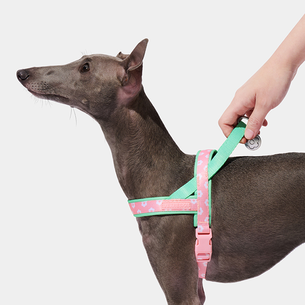 이탈리안 그레이하운드, 위핏견 등에 적합한 고급 애완견 - Headcollar Rope Set 리뷰 및 가격